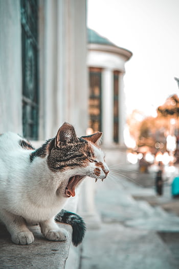 A yawning tabby cat perched on a ledge in Fatih, capturing the essence of Istanbul's street life. HD phone wallpaper