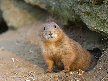 Utah Prairie Dog, Cute animal, Active burrower, Wildlife graphy HD wallpaper