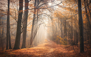 Fog, , Sunbeam, Fall, Forest, Nature, Tree HD wallpaper