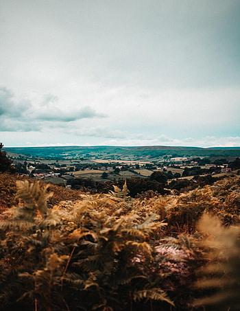 Nature, Trees, Fields, Sky, Horizon, Fern, Dahl, Distance HD phone wallpaper
