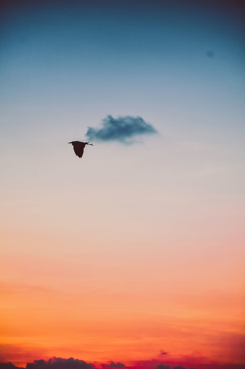 Nature, Sunset, Sky, Twilight, Bird, Dusk, Flight HD phone wallpaper