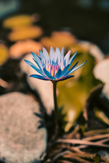 Flowers, Flower, Plant, Bloom, Flowering, Lily HD phone wallpaper