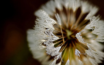 Background, Macro, Petals, Frost, Hoarfrost, Dandelion HD wallpaper