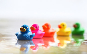 Water, Ducks, Toys, Drops, Miscellanea, Miscellaneous, Multicolored, Motley, Wet, Humid HD wallpaper