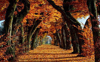Autumn, great, place, graphy, colors, walk, beauty, nice, season, trees, amazing, road, path, beautiful, park, leaves, pretty, cool, view, alley, nature, lovely HD wallpaper
