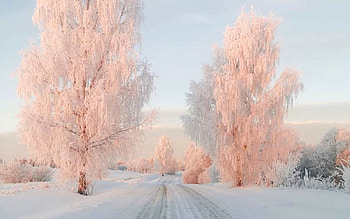 Winter Fairytale, birches, Latvia, winter, road, hoarfrost HD wallpaper