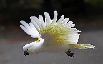 Sulfur-crested cockatoo, , backgrounds HD wallpaper
