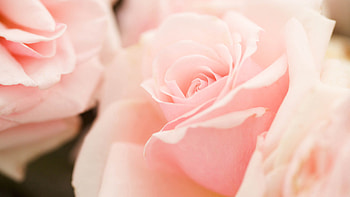 Plants, Flowers, Roses HD wallpaper