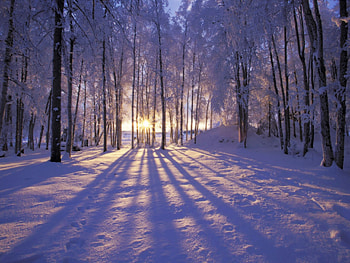 Winter Forest, trees, sunshine, twilight, snow HD wallpaper