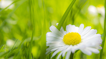 Flower, Grass, Camomile, Macro, Chamomile HD wallpaper