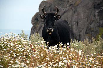 Animals, Camomile, Field, Horns, Cow, Bull HD wallpaper