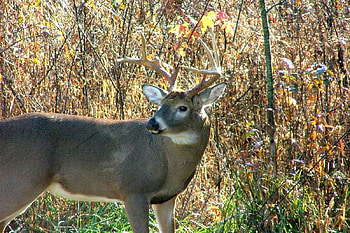 Wild Buck in the Woods, wildlife, fawn, animals, doe, nature, buck, white tailed deer HD wallpaper