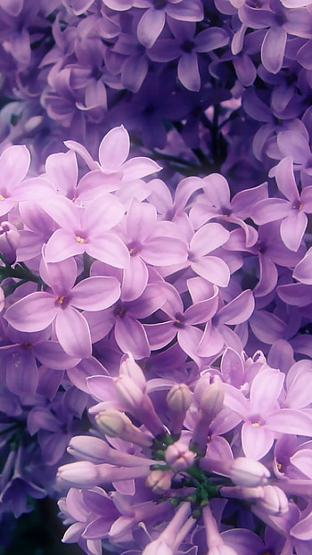 Purple Flowers, Beautiful, Floral Background HD phone wallpaper
