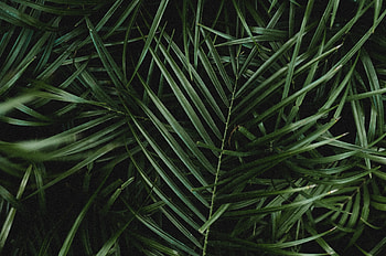 Palm leaves branches, , Lush greenery, Vibrant tropical vibes HD wallpaper