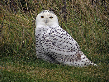 Beautiful Owl, cute, beautiful, owl HD wallpaper