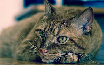 Animals, Cat, To Lie Down, Lie, Muzzle, Striped HD wallpaper