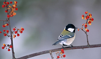 Bird, colors, pretty, tree HD wallpaper
