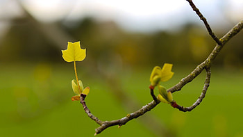 Tree with Tulips, Arbor Day Blog HD wallpaper