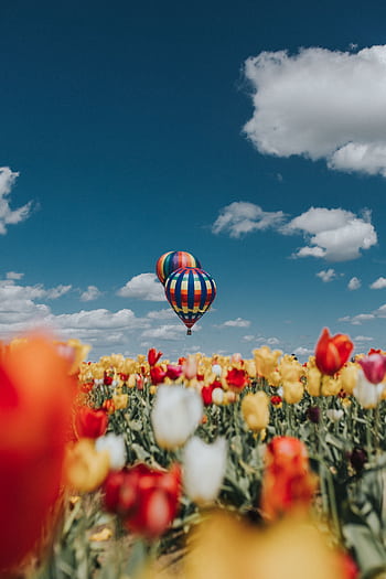 Colorful hot air balloon floats over blooming tulip field under clear blue sky in spring. HD phone wallpaper