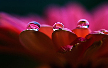 Background, Drops, Flower, Macro, Petals HD wallpaper