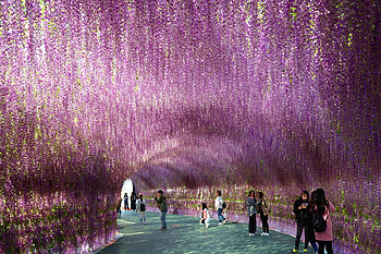 Lavender canopy, Apr 4 2017, China, Shenyang, Lavender, Corridor, Flowers, 200 metres HD wallpaper