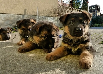 Cute Puppies for Triangiel, german shepherd, sitting, resting, watcogs, small HD wallpaper