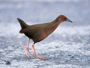 Ruddy-Breasted_Crake, cool, ruddy-breasted, crake HD wallpaper