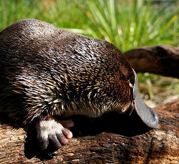 Platypus, mammal, furry, eggs, duck bill HD wallpaper