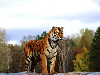 Animals, Tigers HD wallpaper