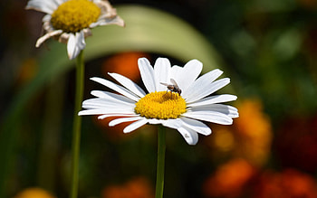 Insects, Camomile, Flies, Macro HD wallpaper