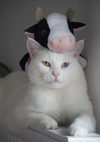 Adorable white cat with heterochromia wearing a cow plush toy indoors. HD phone wallpaper