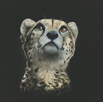 Art, Cheetah, , Drawing, Predator, Sight, Opinion HD wallpaper