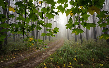 Forest Path, mist, leaves, forest, path HD wallpaper
