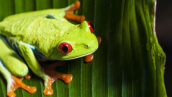 Close-up, Red Eyed Tree Frog HD wallpaper