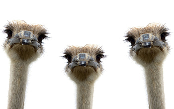 Artistic ostrich , Creative designs, Unique backgrounds, Visual inspiration HD wallpaper