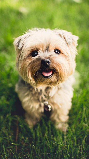 Playful puppy, Cute dog, Puppy , Cute animal HD phone wallpaper