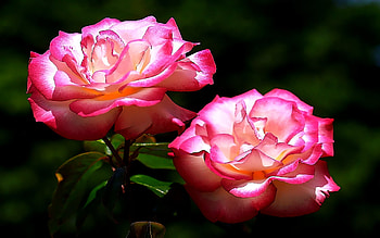 A Penny Of Thought, rose, glow, caring, flowers, romantic HD wallpaper