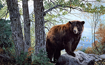 Animals, Trees, Forest, Bear HD wallpaper