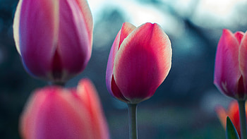 Flowers, Petals, Bud, Tulip HD wallpaper