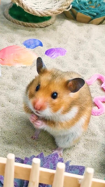 Hamsta life, Cute hamsters, Animal lovers, Wholesome moments HD phone wallpaper