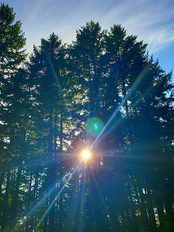 Sun through trees, Nature, Sunshine, Green, Sunny HD phone wallpaper