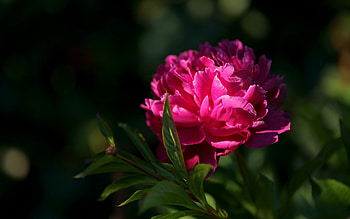 Peony, plant, pink, flower HD wallpaper