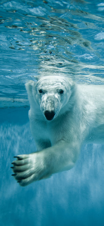 Polar Bear Taking a Swim, Animal HD phone wallpaper
