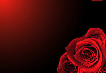 Beauty that stands alone, rose, black, abstract, flower, sheen, red HD wallpaper