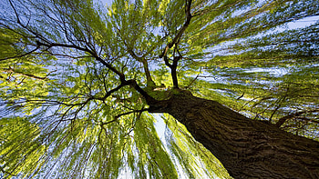 Tree , Nature's splendor, Majestic scenery, Captivating beauty HD wallpaper