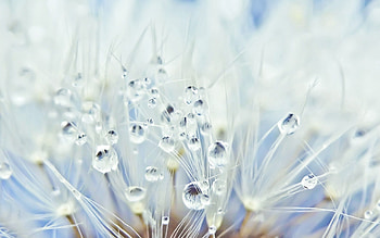 Drops, Macro, Dandelion, Fluff, Fuzz, Seeds, Seed HD wallpaper