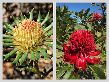 FLOWER COLLAGE, FLOWER, NATURE, COLLAGE HD wallpaper