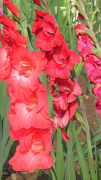 Gladioli, Red Flower HD phone wallpaper