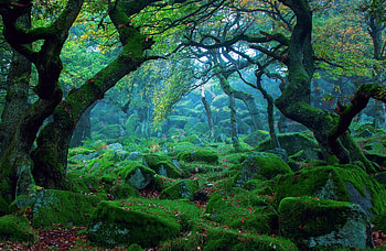 Greenery, , Forest, Stone, Tree HD wallpaper
