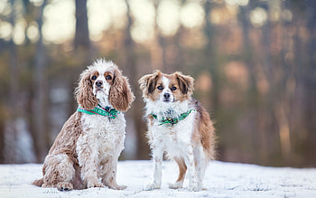 Animals, Winter, Dogs, Snow HD wallpaper